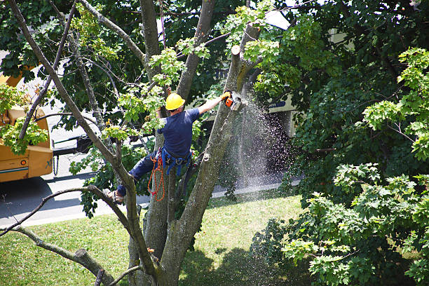 Best Tree Preservation Services  in Addison, WV